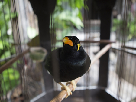 Caged common hill myna bird (Beo)の写真素材
