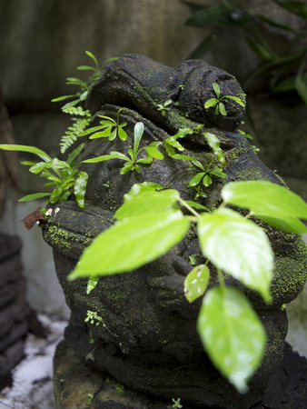 Plants growing from a frog statueの写真素材