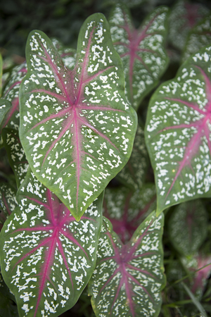Red veined Caladium plant in Bali, Indonesiaの写真素材