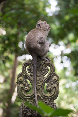 Monkey sitting on a stone ornament