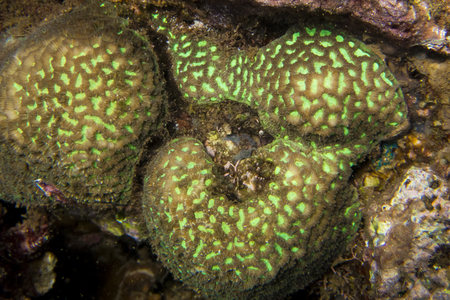 Green honeycomb coral - Underwater photographyの写真素材