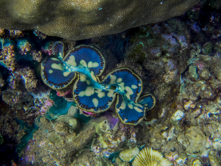 Blue clam - Underwater photographyの写真素材