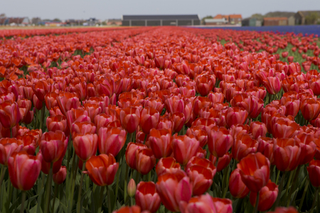 Dutch tulip fieldsの写真素材