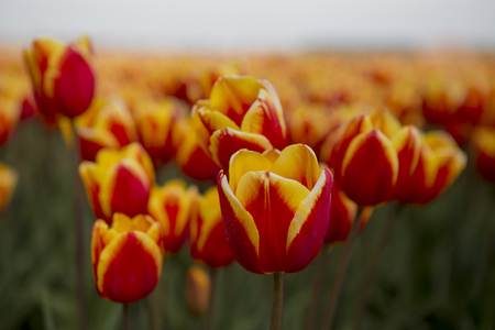Dutch tulip fieldsの写真素材