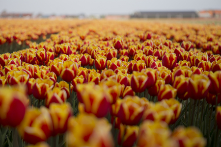 Dutch tulip fieldsの写真素材