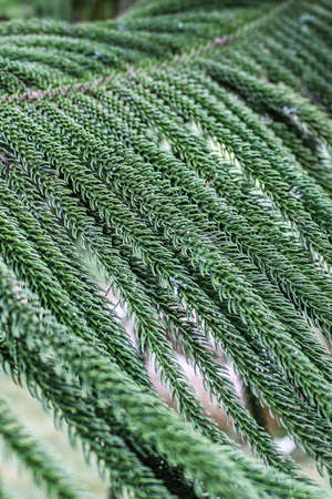 Pine tree leafの写真素材