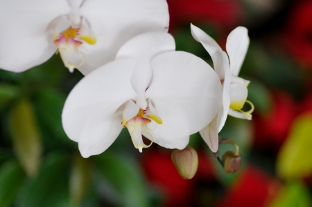 white orchids の写真素材