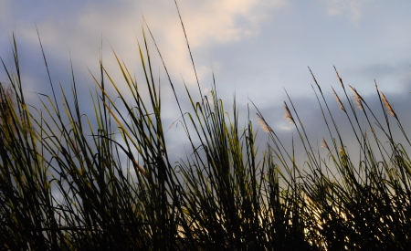 grassの写真素材