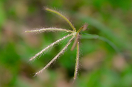 crowfootの写真素材