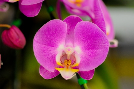 violet orchidの写真素材