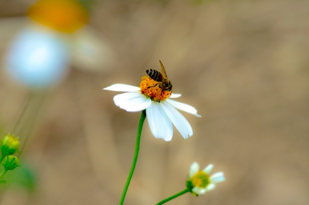 a bee and a grass flowerの写真素材