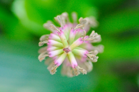 flowerの写真素材