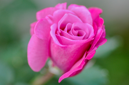 roseの写真素材