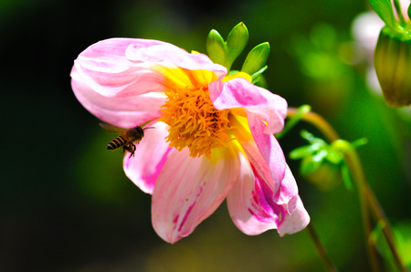 flowerの写真素材