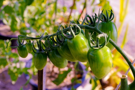 solanum aculeatissimumの写真素材