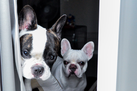 French bulldog