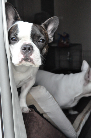 French bulldogの写真素材