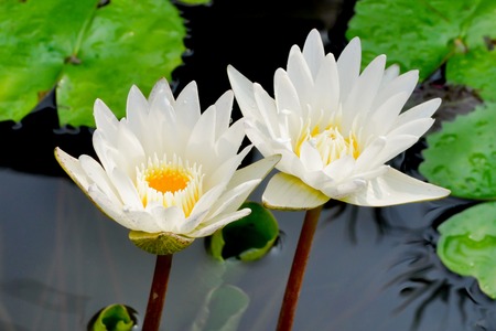 lotus flowersの写真素材