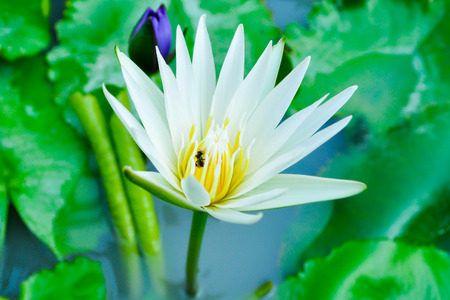 lotus flowerの写真素材