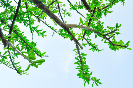 tree branchesの写真素材