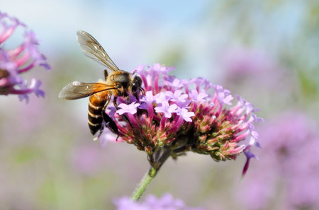 a bee and Argentinian Verbena flowers in the gardenの写真素材