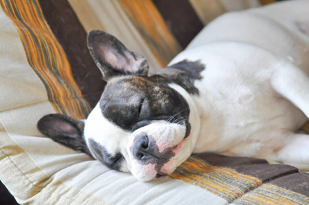 a sleeping dog on the sofaの写真素材