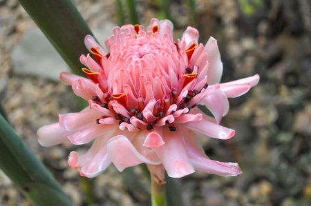 Torch Ginger flower in the gardenの写真素材