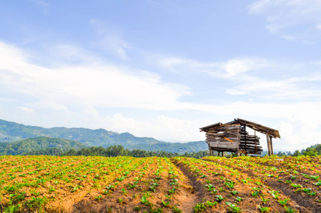 small hut, green mountain and blue skyの写真素材