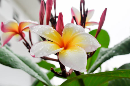 Plumeria flowerの写真素材
