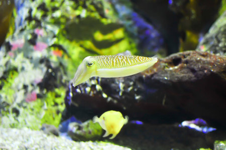 squid and fish in the aquariumの写真素材