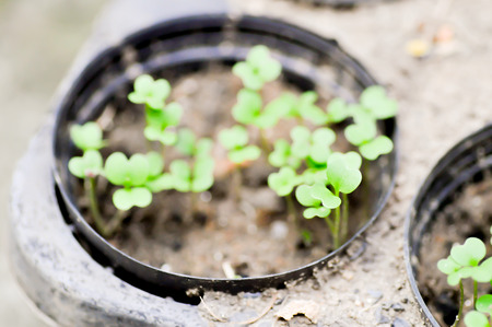 small plant in the flowerpotの写真素材