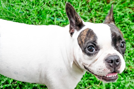 Fench bulldog  in the yardの写真素材