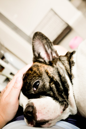 wail and wine french bulldog with humanの写真素材