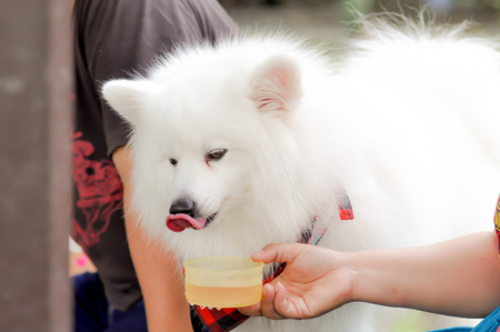 thirsting spitz dog on the floorの写真素材