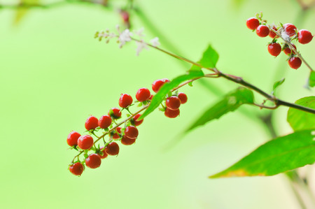 Blood Berryの写真素材