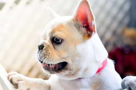 French bulldog in the cageの写真素材