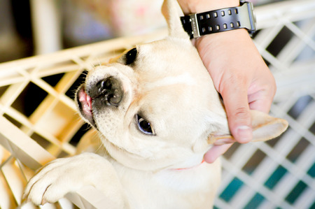wail and wine french bulldog with humanの写真素材