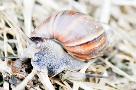 a big snail on the floorの写真素材