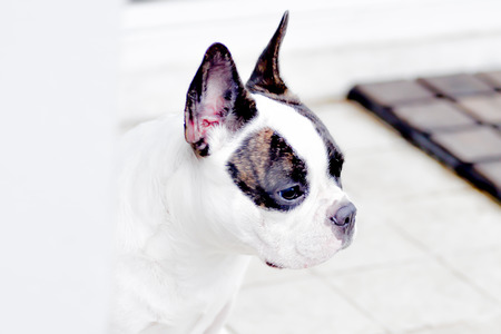 waiting French bulldog on the floorの写真素材