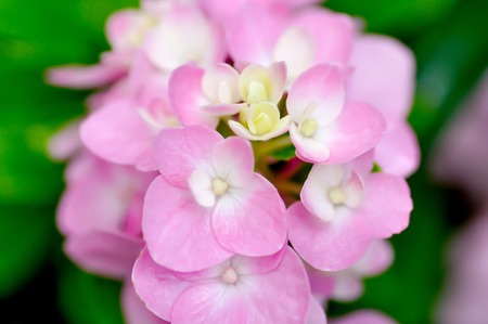 pink hydrangea flowers in the gardenの写真素材