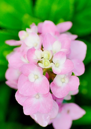 pink hydrangea flowers in the gardenの写真素材