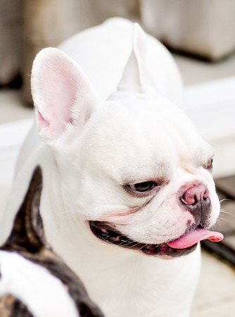 tired French bulldog on the floorの写真素材