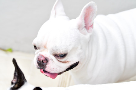 tired French bulldog on the floorの写真素材