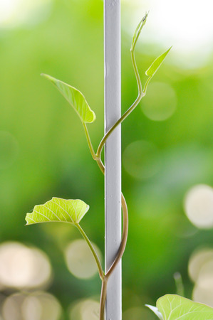 crawl morning glory vegetable on the windowの写真素材