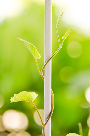 crawl morning glory vegetable on the windowの写真素材