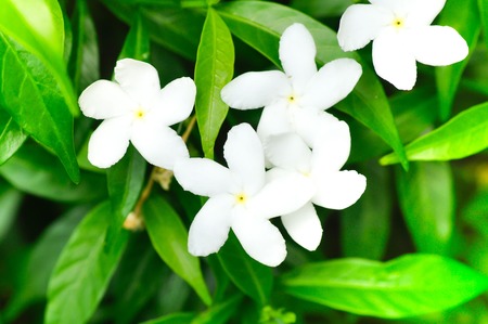 cape jasmine, common gardenia, White flowers in the garden