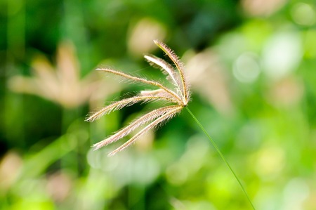 Flowering grass,Flower,grass in the gardenの写真素材