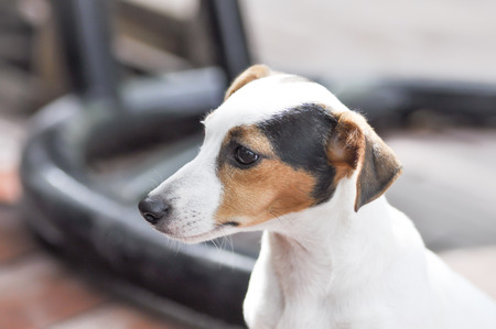 white, brown and black jack russell dogの写真素材