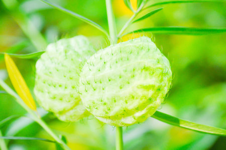 balloonplant, balloon cotton-bush , swan plant in the gardenの写真素材