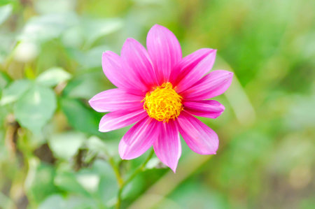 Sulfur Cosmos or yellow cosmos flowerの写真素材